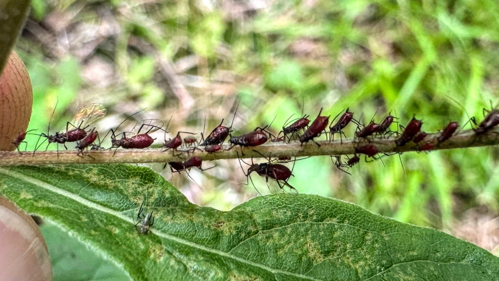 Uroleucon olivei