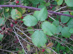 Rubus robiae