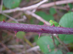 Rubus robiae