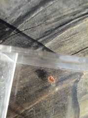 Dermacentor albipictus