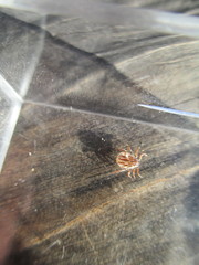 Dermacentor albipictus