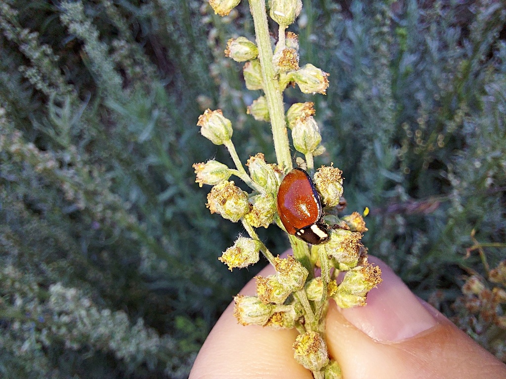 Giant Lady Beetle