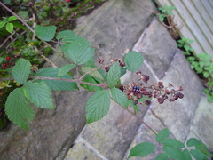 Rubus criniger