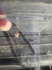 Dermacentor albipictus