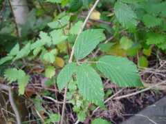 Rubus criniger