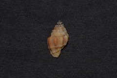 Cronia aurantiaca