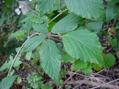 Rubus criniger