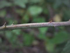 Rubus criniger