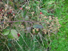 Rubus lindleianus