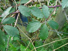 Rubus lindleianus