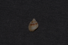 Nassarius jonasii