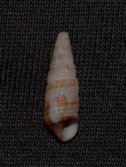 Cacozeliana granarium