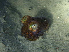 Sepiolidae