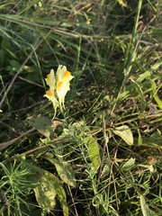 Linaria vulgaris