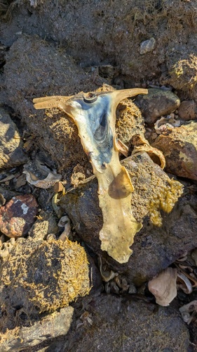 Malleus albus observed 2025-07-12