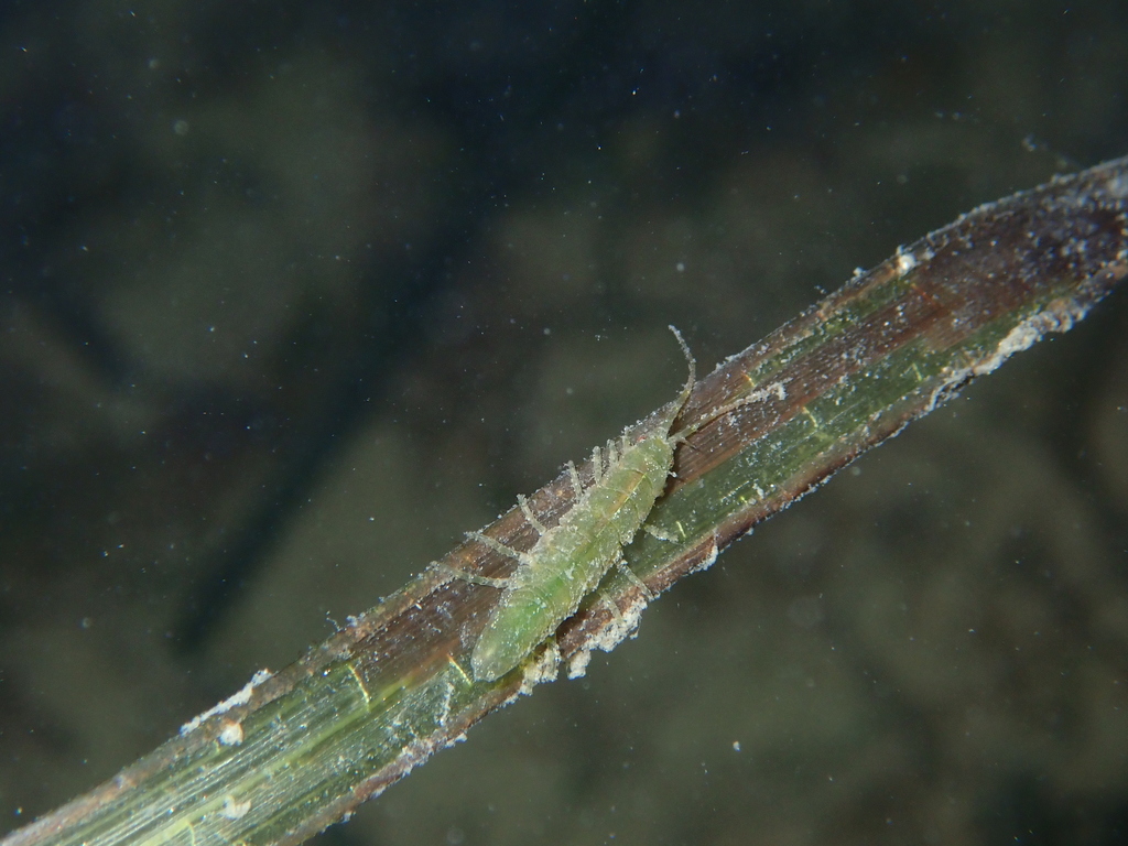 Idotea chelipes