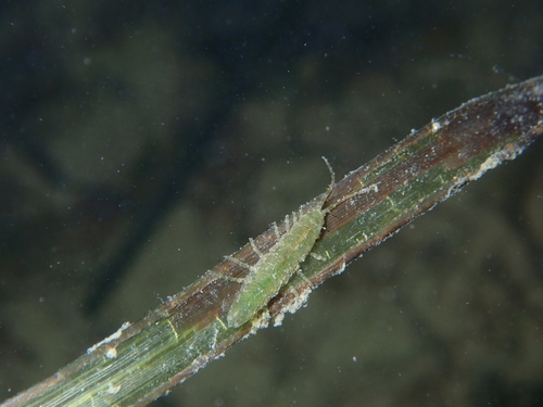 Representative image of Idotea chelipes