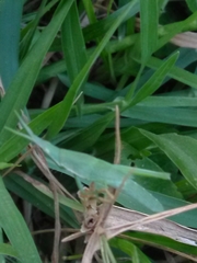 Acrida cinerea