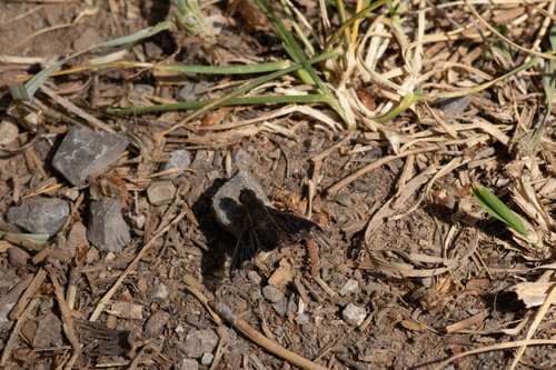 Unknown species found near Teton County, WY, USA