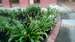 Hymenocallis speciosa