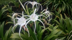 Hymenocallis speciosa