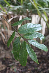 Diospyros macrophylla