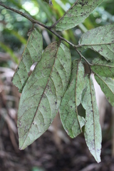 Diospyros macrophylla