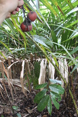 Diospyros macrophylla