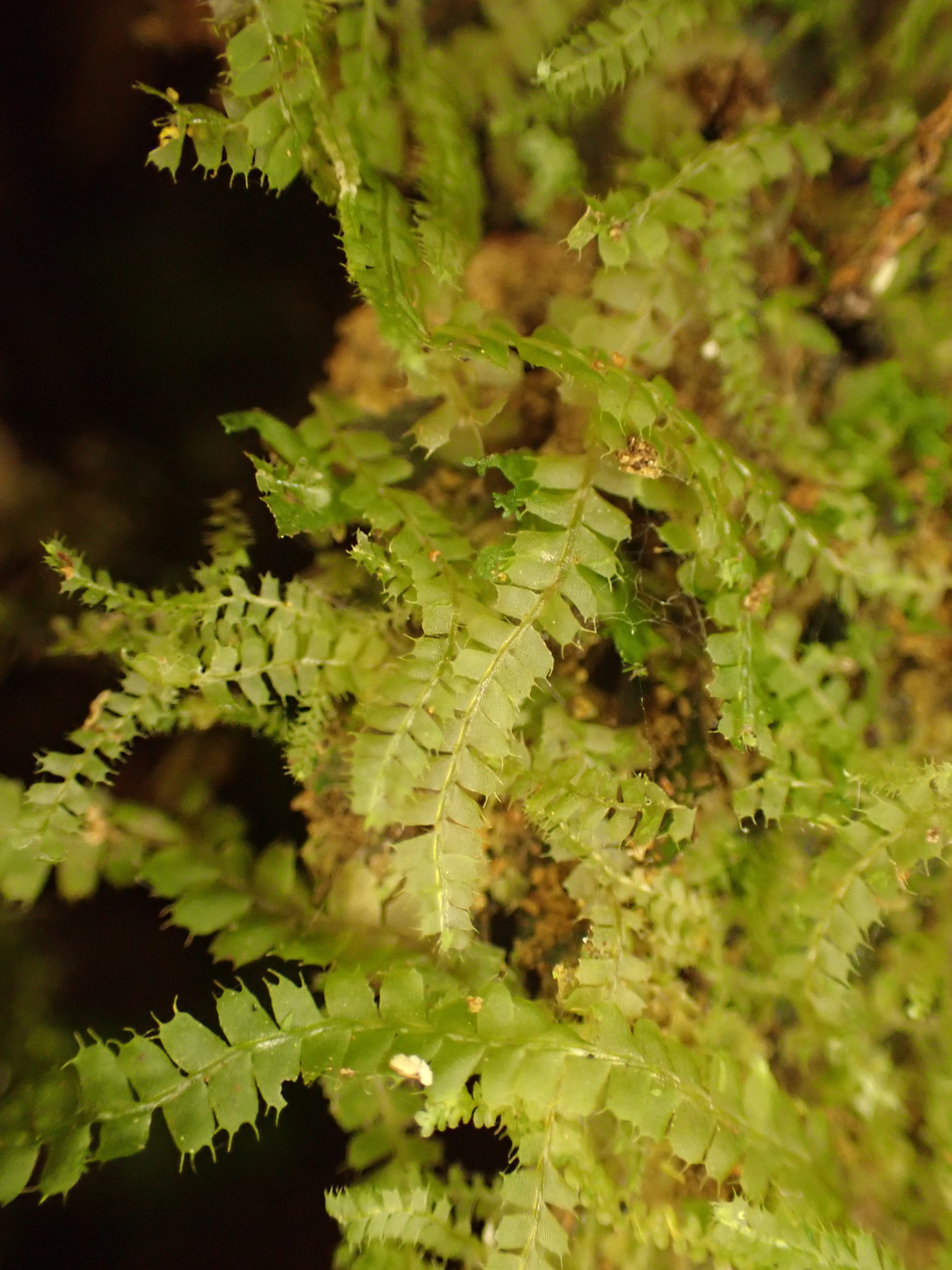 Heteroscyphus triacanthus var. triacanthus