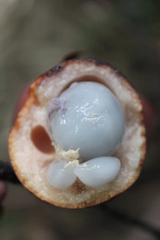 Diospyros macrophylla