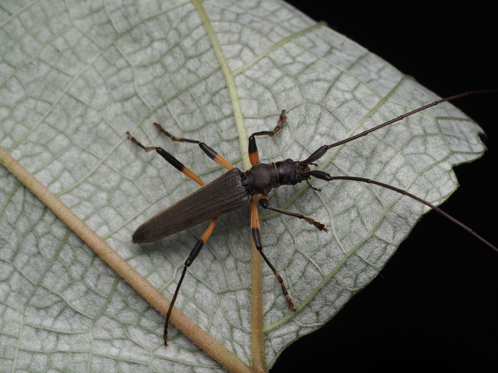 Distenia plumbea from 廣東省韶關市乳源瑤族自治縣南嶺國家森林公園,中國 on May 15, 2025 at 02:47 ...