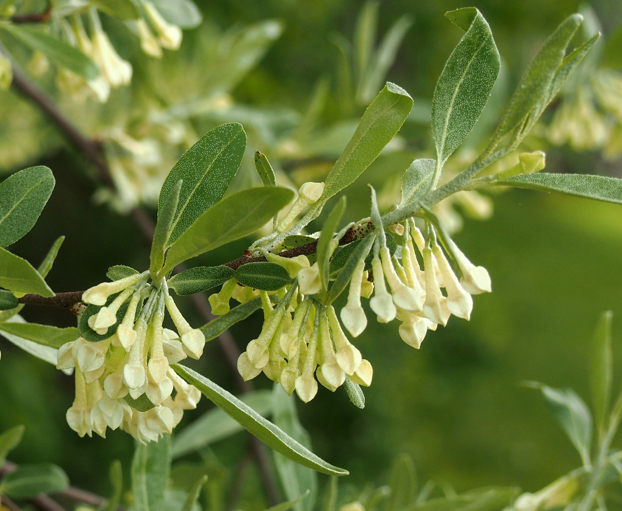 Elaeagnus umbellata var. parvifolia