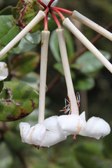 Rhododendron radians