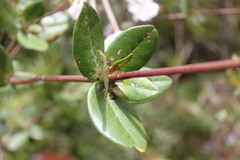 Rhododendron radians