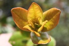 Rhododendron radians