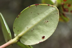 Rhododendron radians