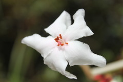 Rhododendron radians