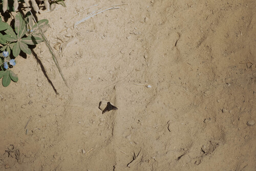 Unknown species found near Teton County, WY, USA