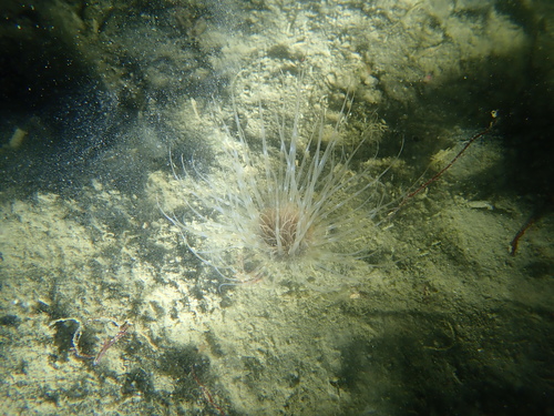 North Sea Tube Anemone, Ille-et-Vilaine, Bretagne, FR, photo 9 of 10