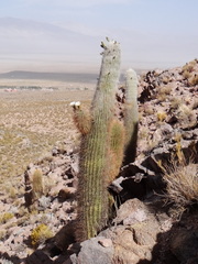 Trichocereus atacamensis