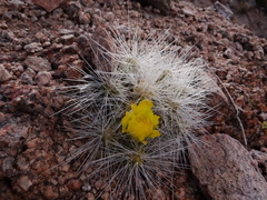 Tephrocactus weberi