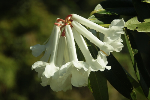 Rhododendron bloembergenii
