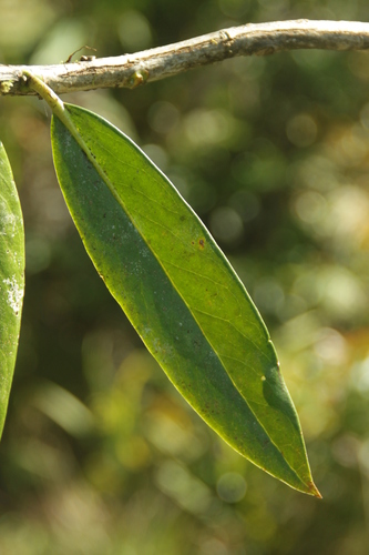 Rhododendron bloembergenii, photograph 2