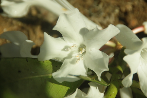 Rhododendron bloembergenii, photograph 3