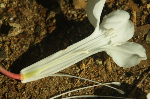 Rhododendron bloembergenii, photograph 4