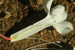 Rhododendron rhodopus