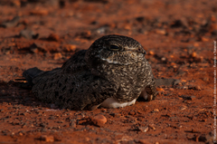 Chordeiles nacunda