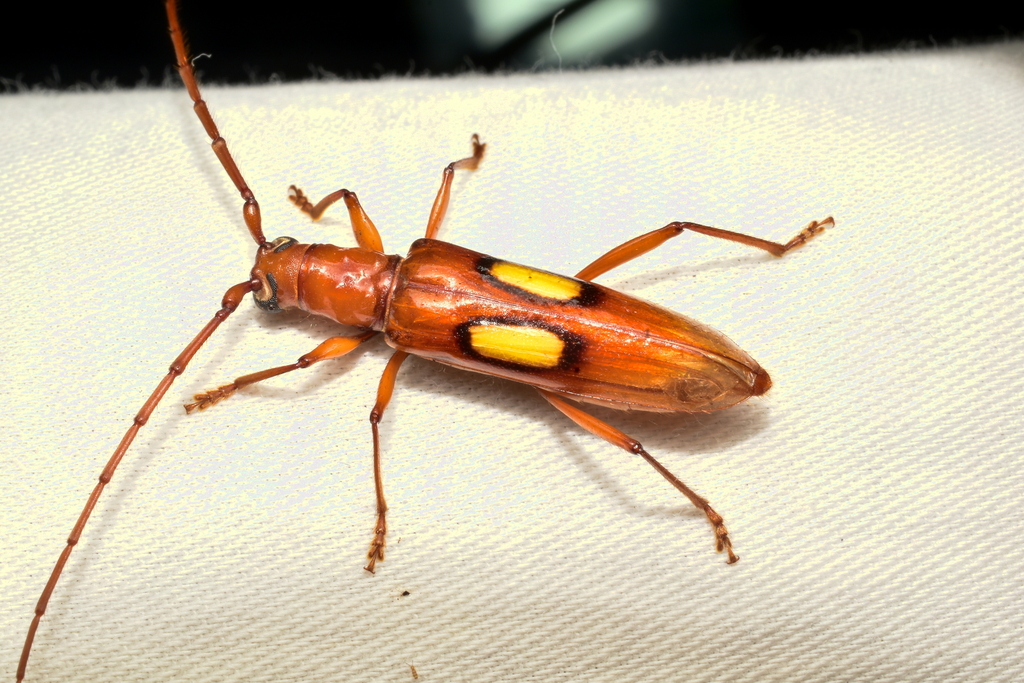 Diasporidion duplicatum