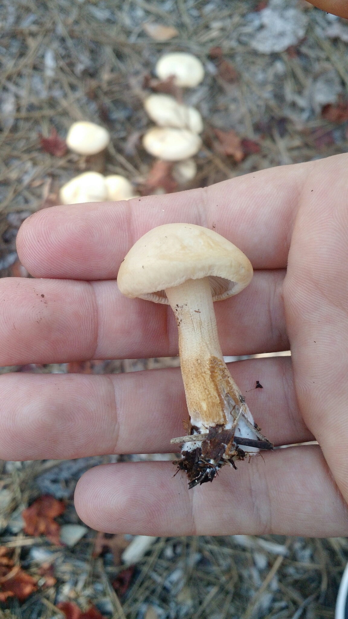 Hebeloma crustuliniforme image