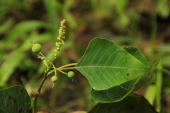 Homalanthus populneus